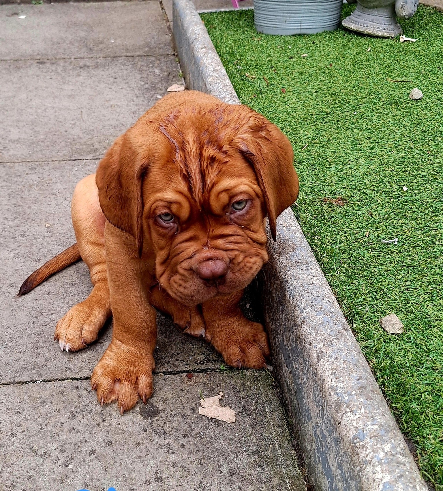 Male Dogue de Bordeaux Puppy For Sale