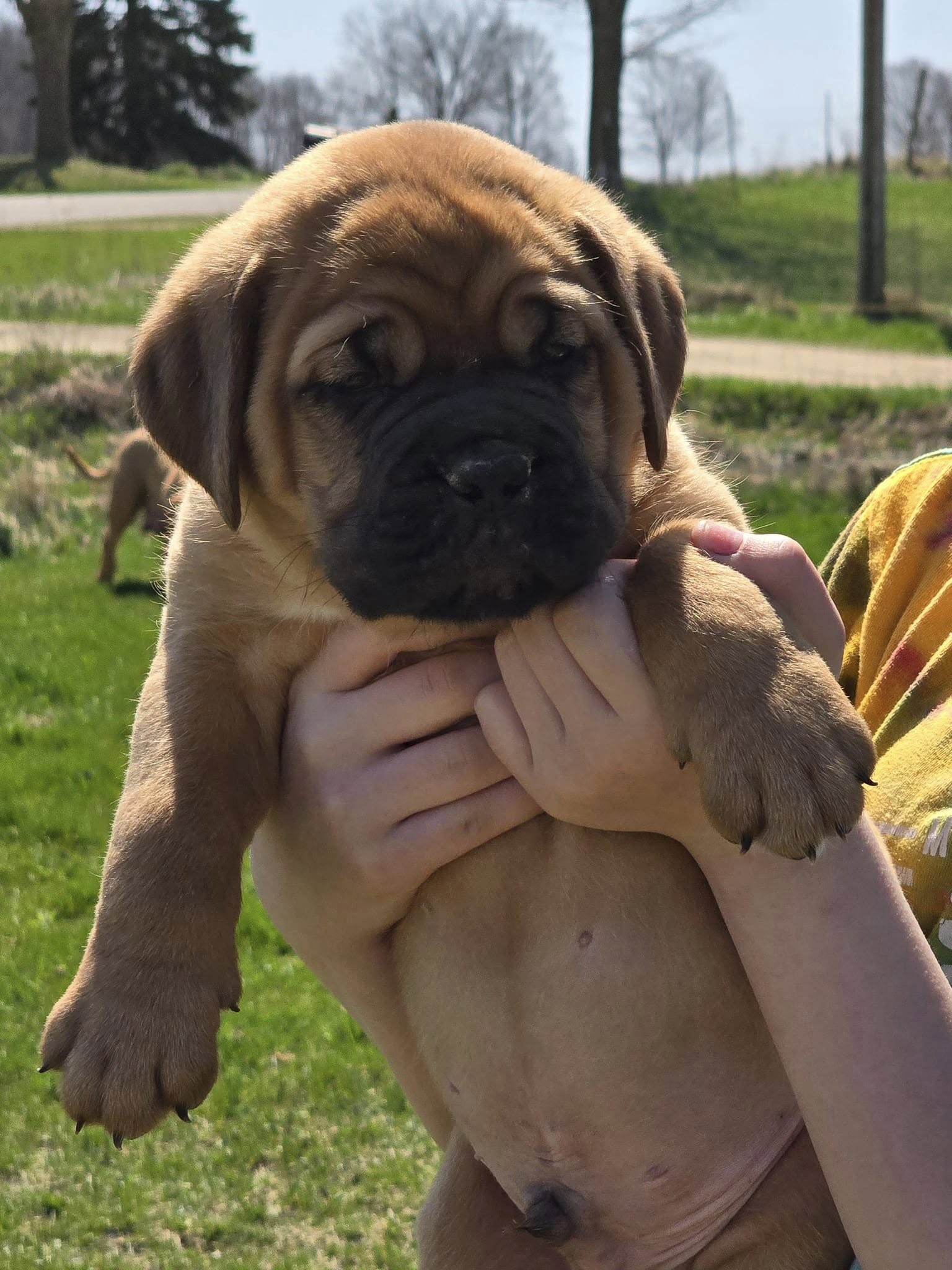 Male Dogue de Bordeaux Puppy For Sale