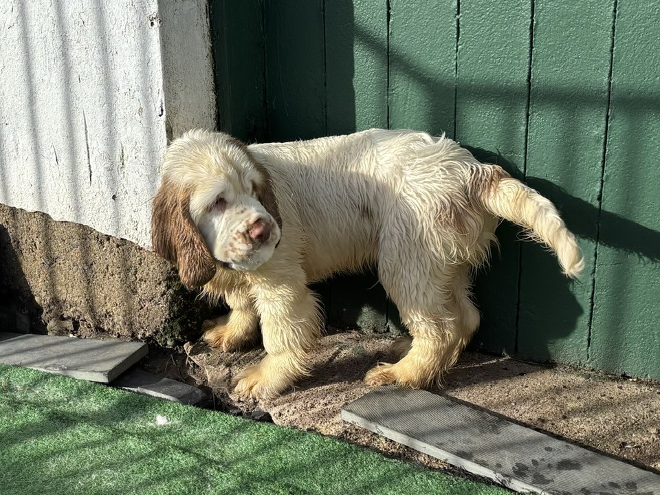 Male Clumber Spaniel Puppy For Sale