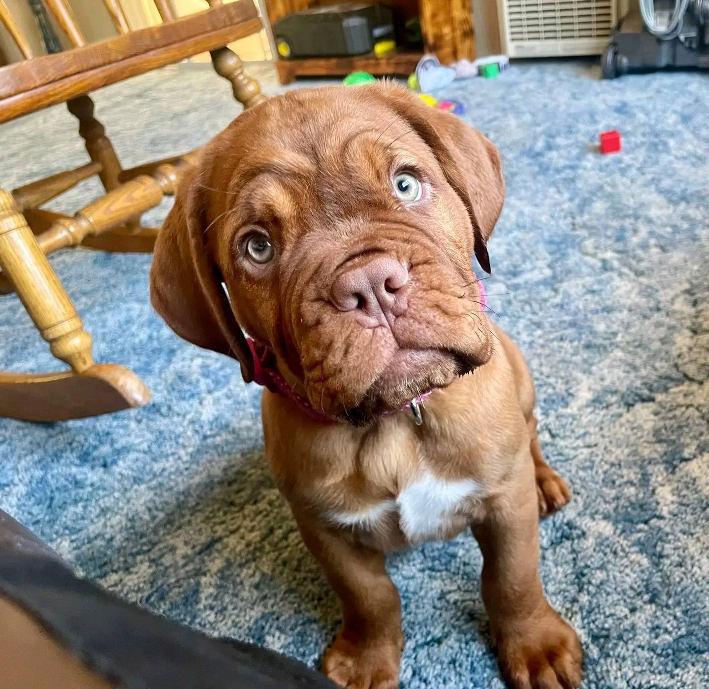 Male Dogue de Bordeaux Puppy For Sale