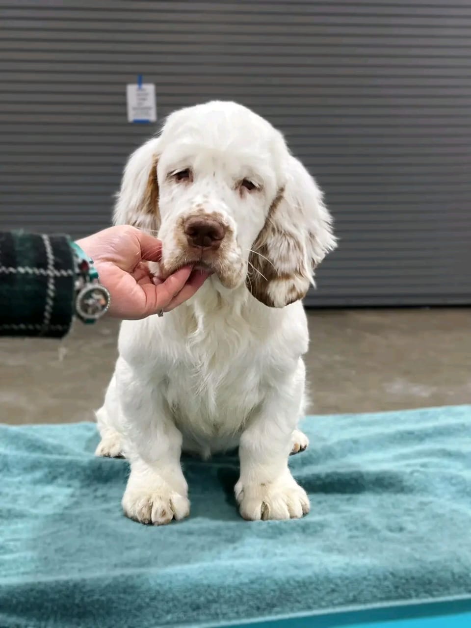 Female Clumber Spaniel Puppy For Sale