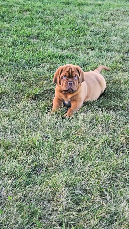 Female Dogue de Bordeaux Puppy For Sale