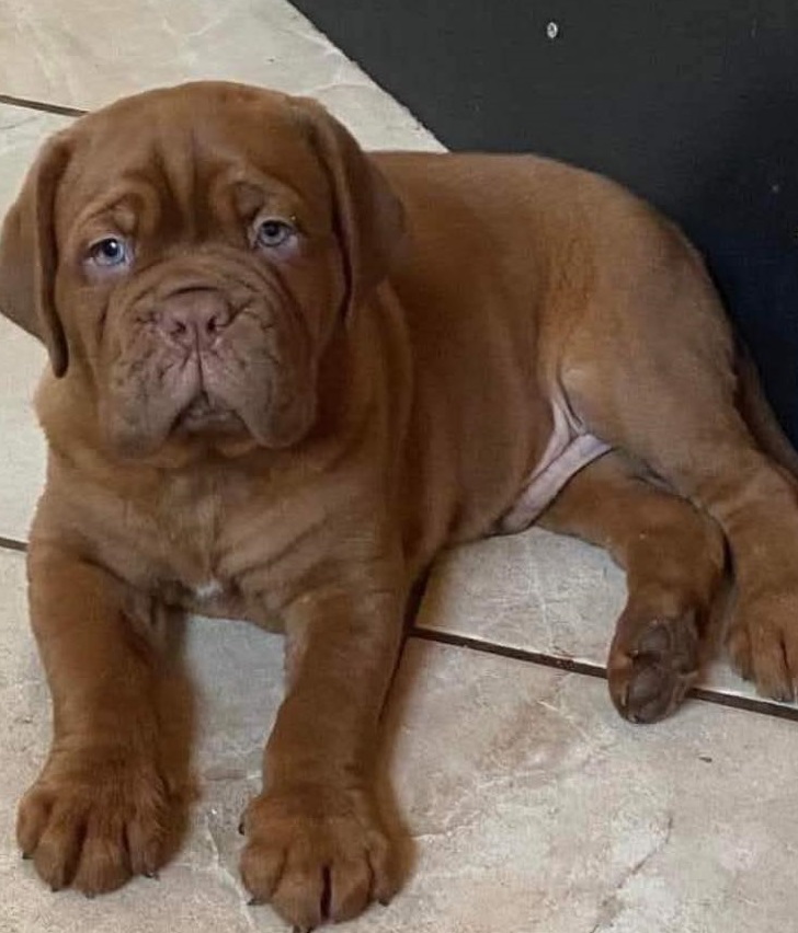 Female Dogue de Bordeaux Puppy For Sale