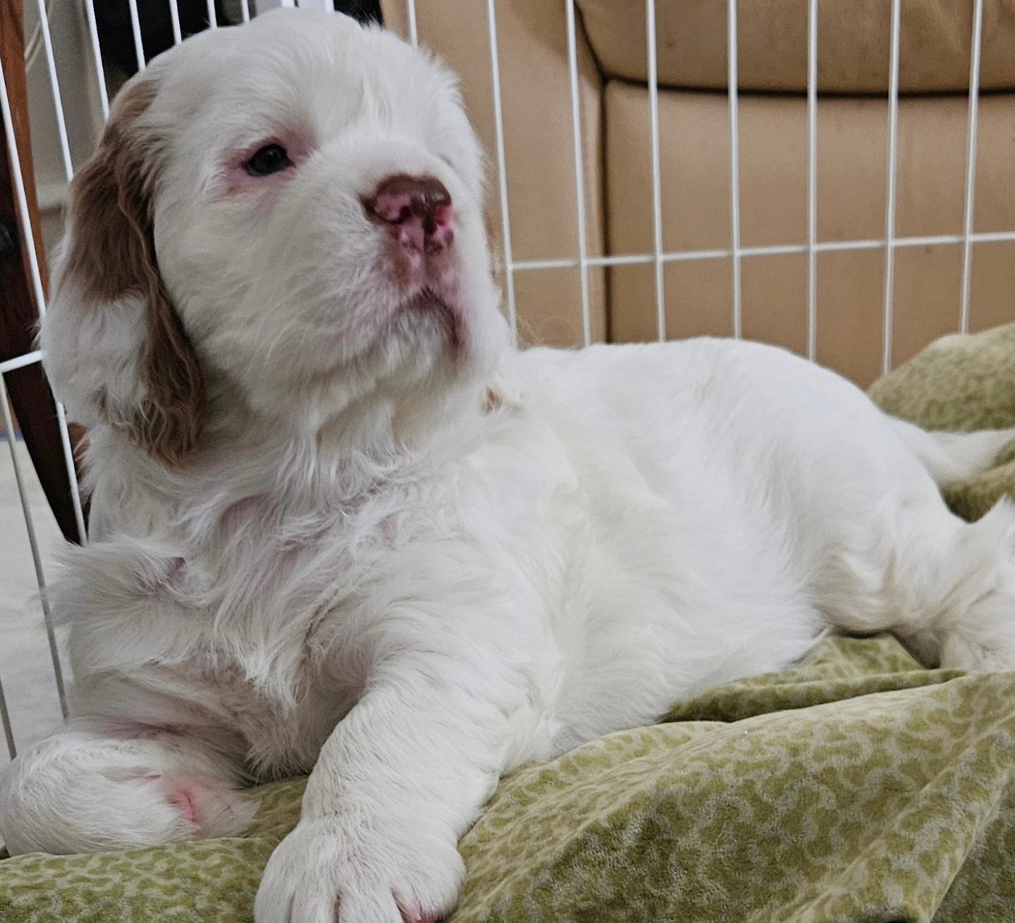 Female Clumber Spaniel Puppy For Sale
