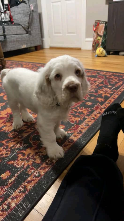 Female Clumber Spaniel Puppy For Sale