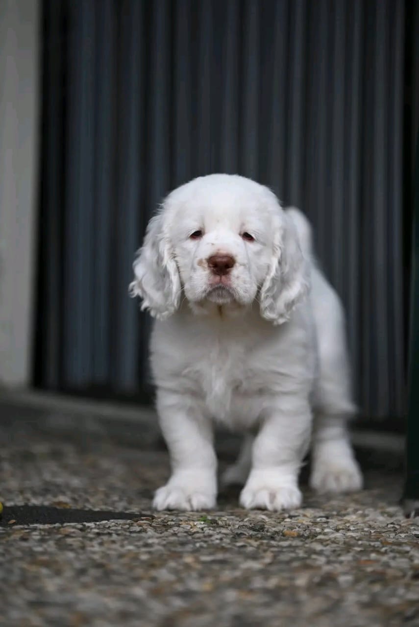 Female Clumber Spaniel Puppy For Sale