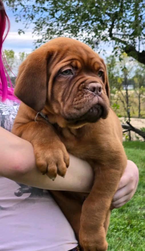 Female Dogue de Bordeaux Puppy For Sale