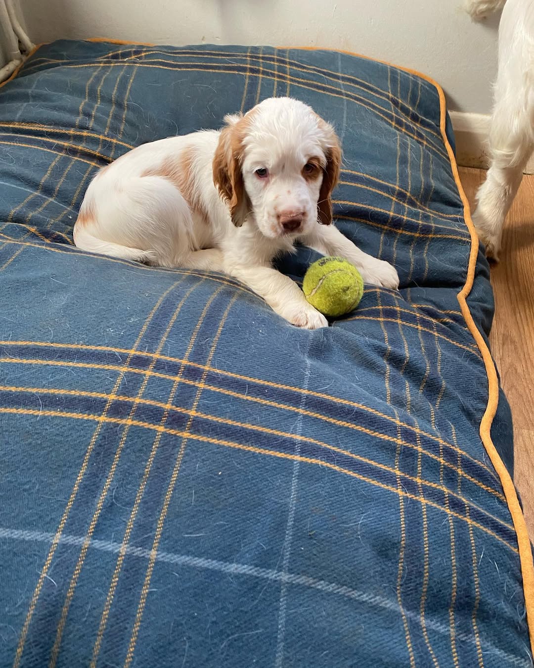 Female Clumber Spaniel Puppy For Sale