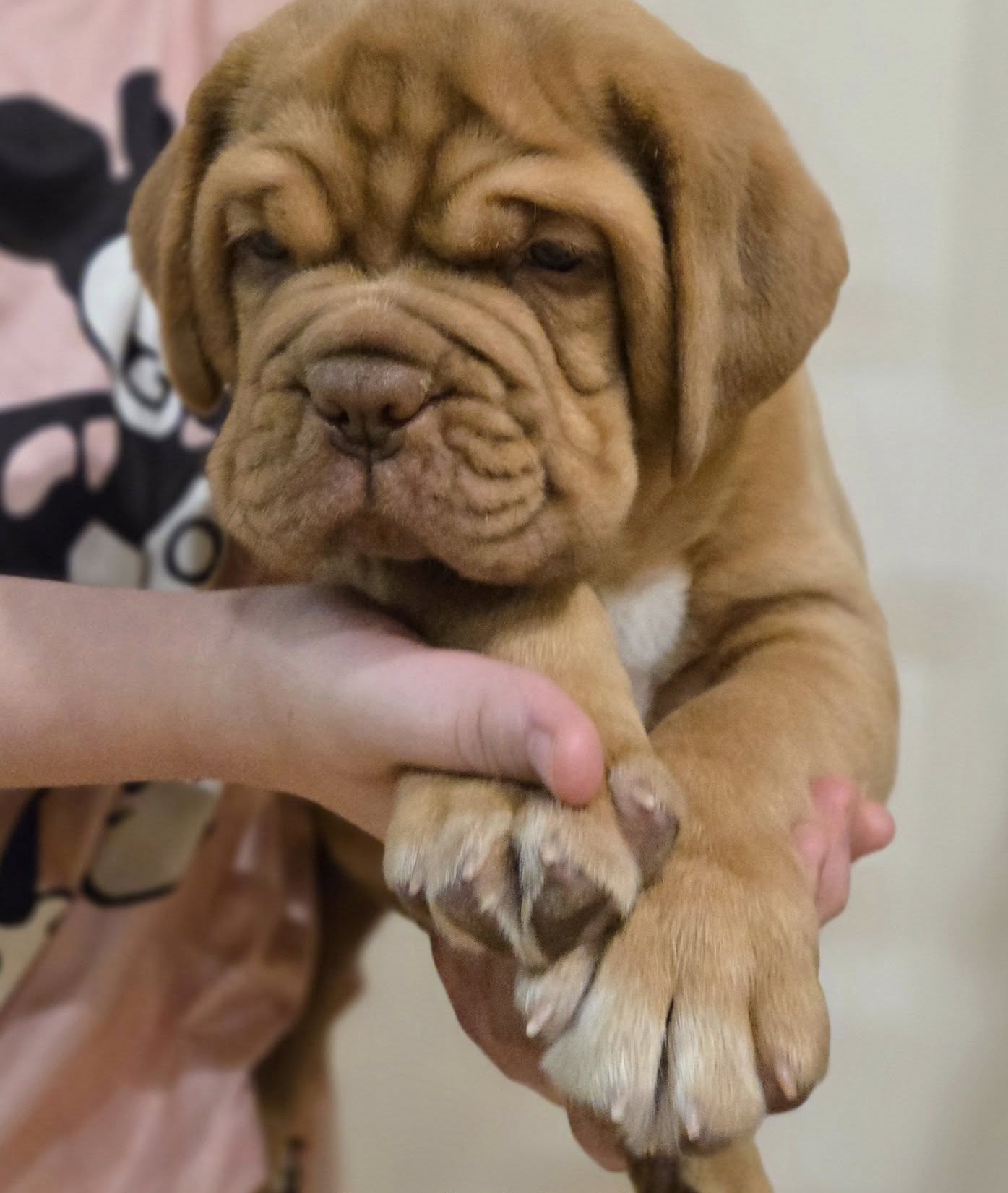 Female Dogue de Bordeaux Puppy For Sale
