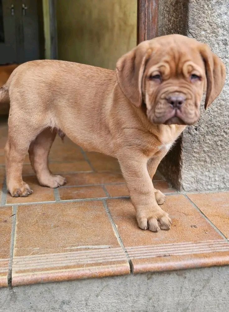 Male Dogue de Bordeaux Puppy For Sale